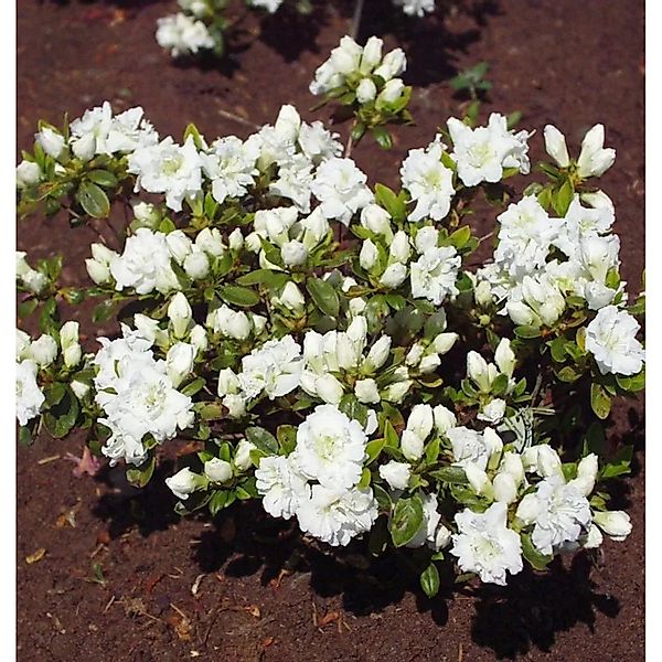 Japanische Azalee Eisprinzessin 15-20cm - Rhododendron obtusum  - Zwerg Alp günstig online kaufen