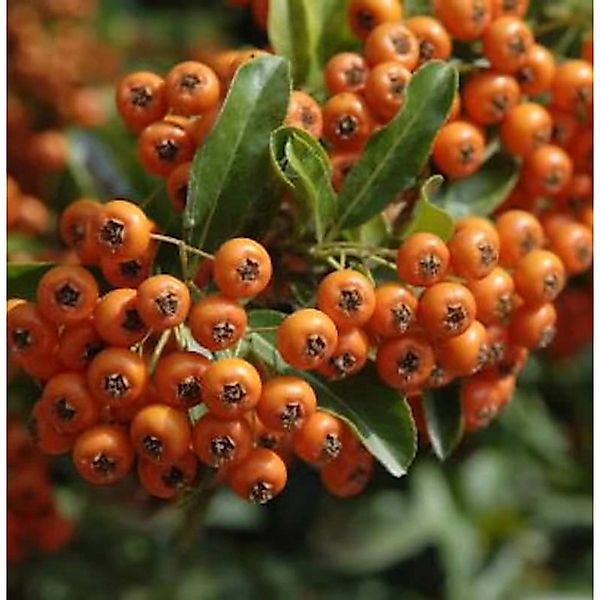 Feuerdorn Orange Glow 40-60cm - Pyracantha günstig online kaufen