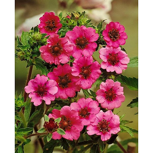 Potentilla Nepalensis Miss Willmott Nepal Fingerkraut Ca. 9x9 cm Topf günstig online kaufen