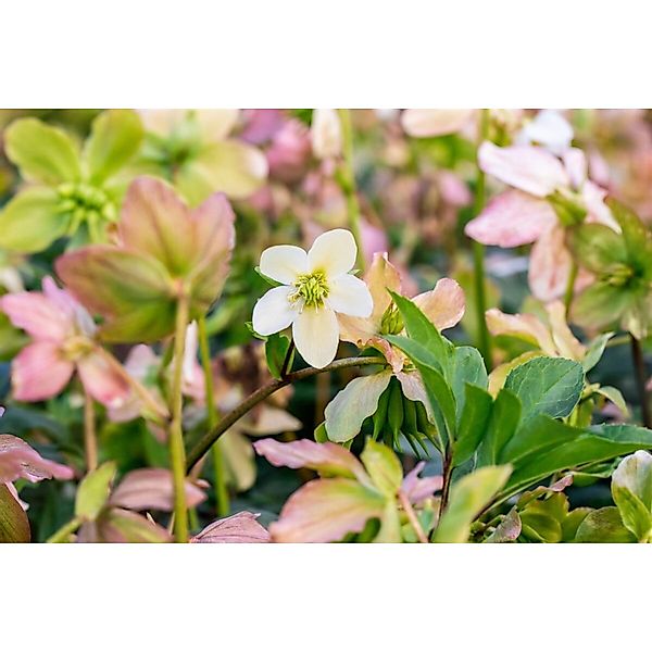 Helleborus Niger Praecox Christrose Ca. 11x11 cm Topf günstig online kaufen