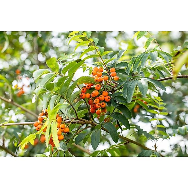 Sorbus Aucuparia Fastigiata Säulen-Eberesche 100–125 cm günstig online kaufen