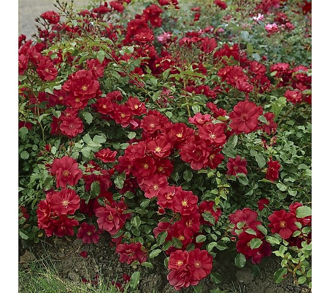 Pflanzen für Dich Rose Rosa 'The Fairy rot' günstig online kaufen