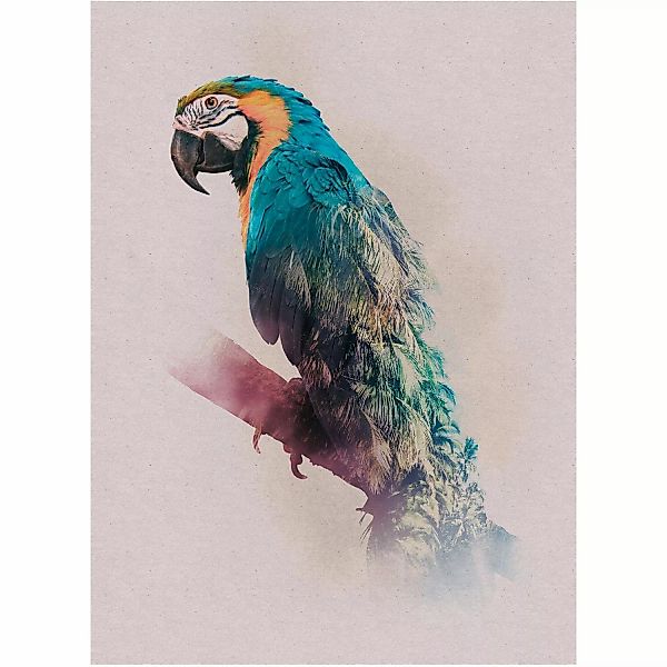 Komar Wandbild Animals Parrot 30 x 40 cm günstig online kaufen