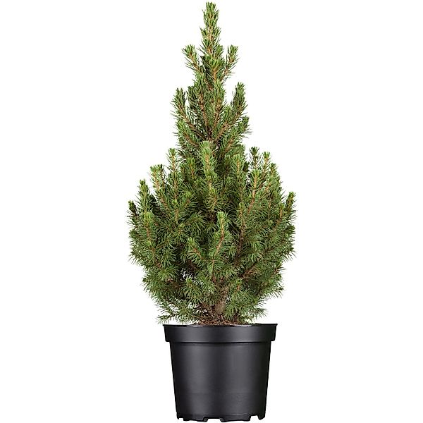 OBI Zuckerhutfichte Conica Höhe ca. 50 - 60 cm Topf ca. 5 l Picea günstig online kaufen