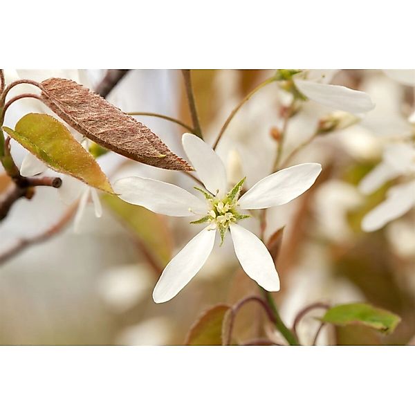 Amelanchier Lamarckii Kupfer-Felsenbirne Weiß 175–200 cm günstig online kaufen