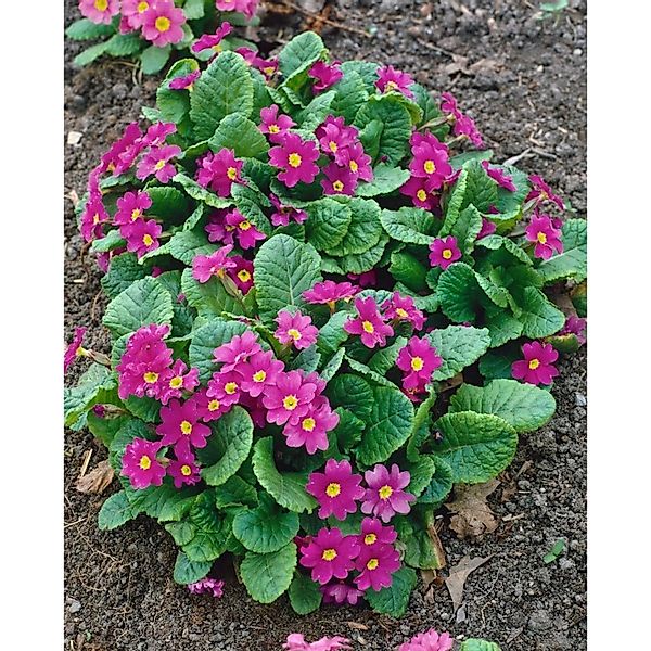 Primula X Pruhoniciana Perle Von Bottrop Ca. 9x9 cm Topf günstig online kaufen