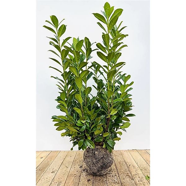 Prunus laurocerasus 'Novita' 100-120 cm günstig online kaufen