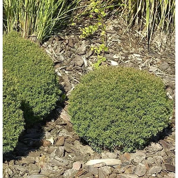 Kuschellebensbaum Teddy 20-25cm - Thuja occidentalis günstig online kaufen