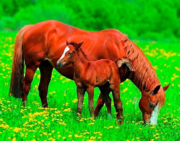 Papermoon Fototapete »Horses« günstig online kaufen
