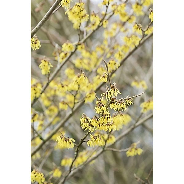 Hamamelis Intermedia Arnold Promise Zaubernuss Gelb 100–125 cm günstig online kaufen