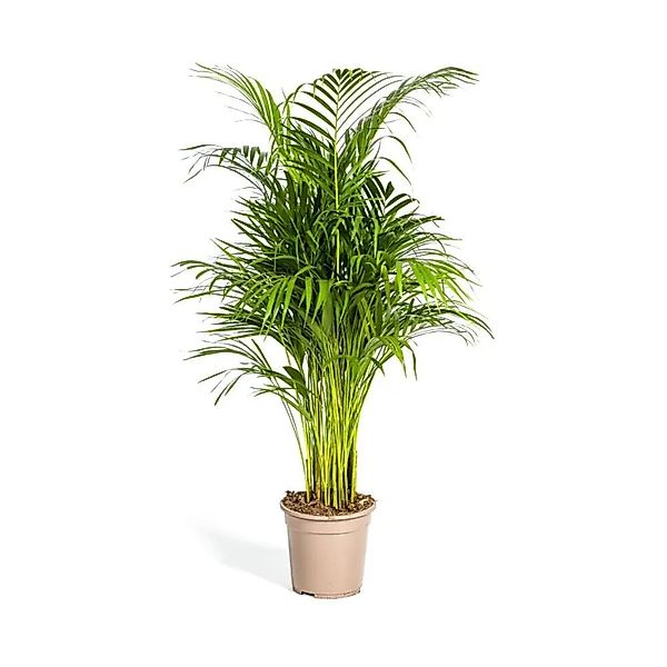Exotenherz Goldfruchtpalme Dypsis Lutescens Areca Solitärpflanze ca. 100-12 günstig online kaufen