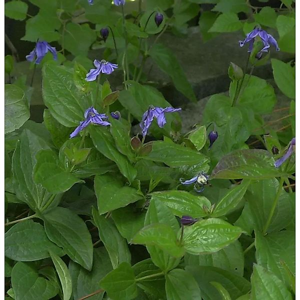 Staudenclematis - Clematis integrifolia günstig online kaufen
