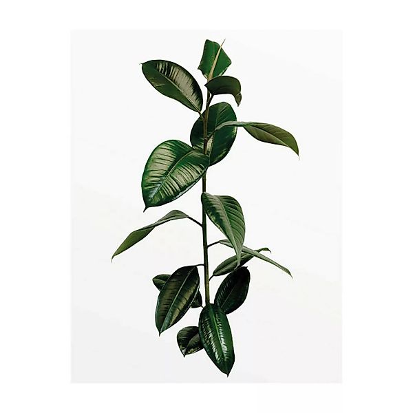 Komar Wandbild Ficus Branch Pflanzen B/L: ca. 40x50 cm günstig online kaufen