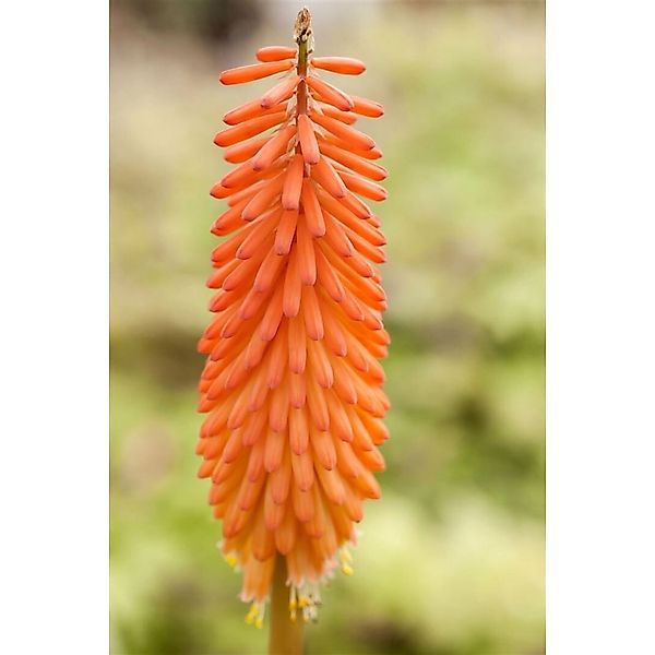 Kniphofia Uvaria Fackellilie Alcazar Ca 11x11 cm Topf günstig online kaufen