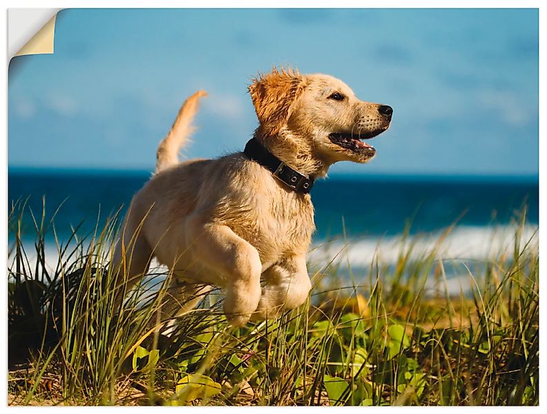 Artland Wandfolie "Hundebaby springt am Strand", Haustiere, (1 St.), selbst günstig online kaufen