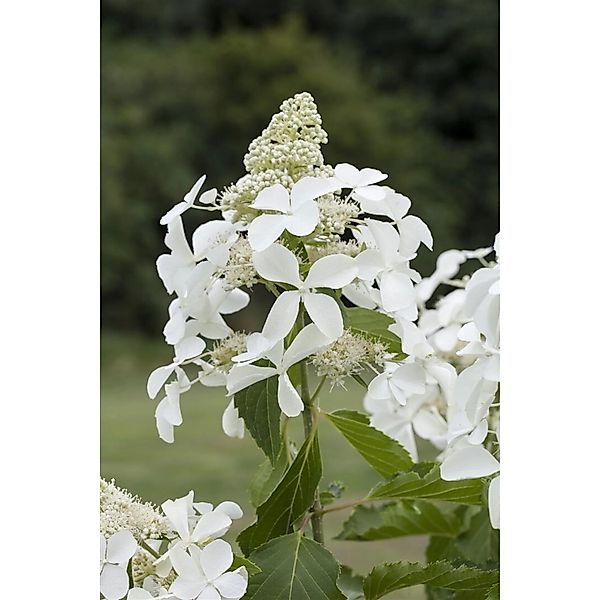 Hydrangea Paniculata Rispenhortensie Kyushu 80-100 cm günstig online kaufen