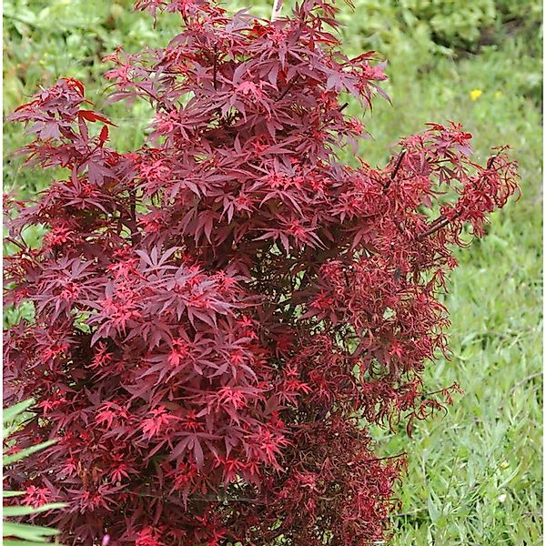 Zwergahorn Shaina 30-40cm - Acer palmatum günstig online kaufen