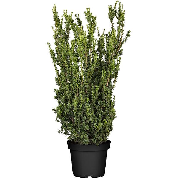 GROW by OBI Becher-Eibe Hillii Höhe ca. 50 - 60 cm Topf Taxus media günstig online kaufen