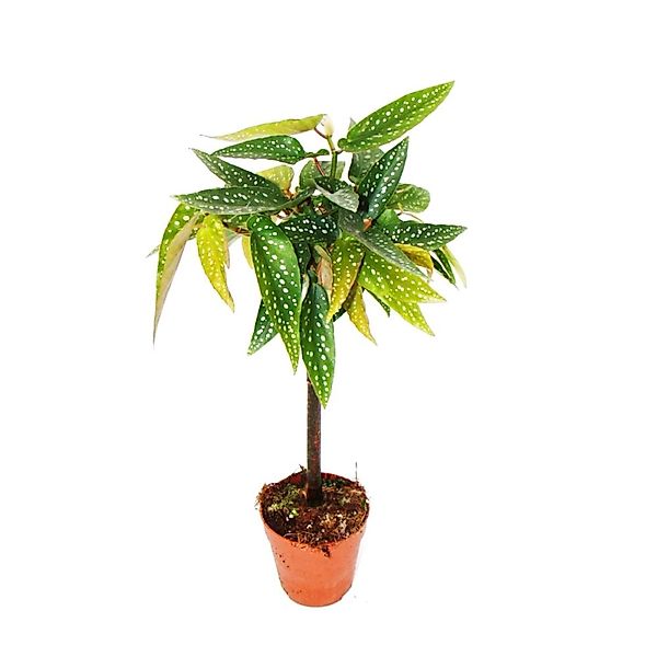 Exotenherz Tamayabegonie Begonia Albopicta Begonienstämmchen 9cm Topf günstig online kaufen