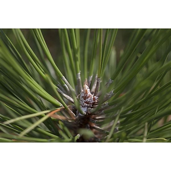 Pinus Nigra Hornibrookiana Schwarz-Kiefer 40–50 cm günstig online kaufen