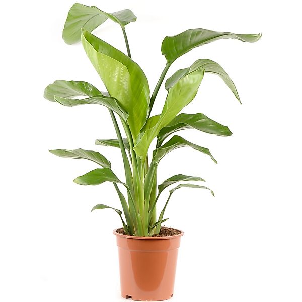 GROW by OBI Strelitzie Höhe ca. 70-80 cm Topf Ø 21 cm  Strelitzia Nicolai günstig online kaufen