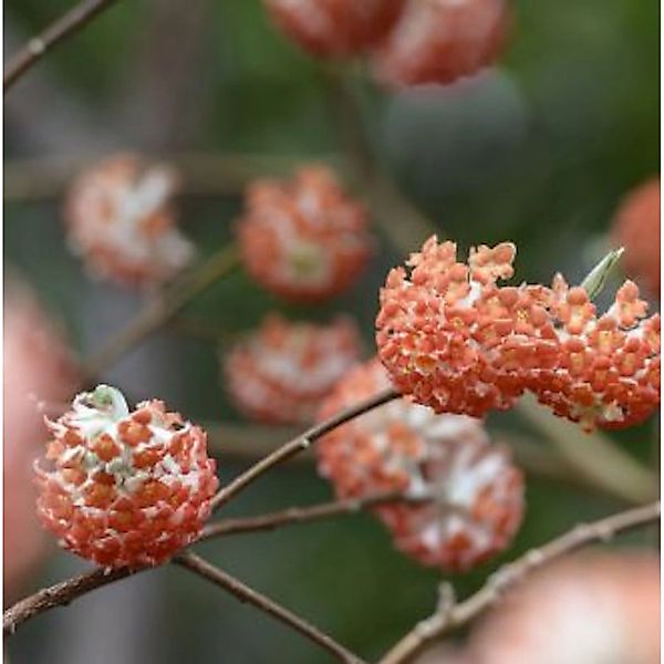 Japanischer Papierbusch Red Dragon 30-40cm - Edgeworthia chrysantha günstig online kaufen