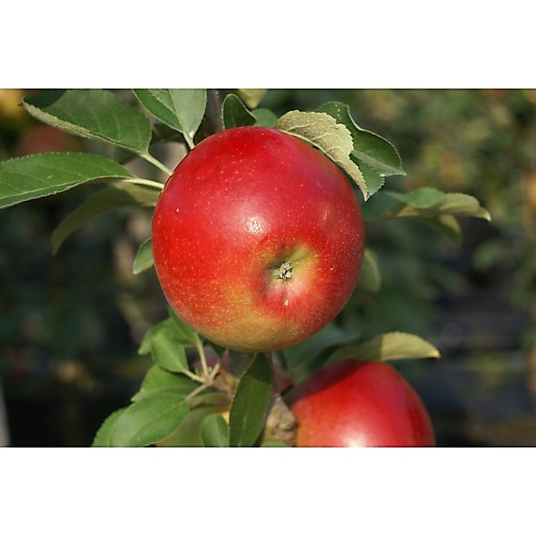 Säulenapfel Sonate® 80 - 100 cm Malus domestica günstig online kaufen