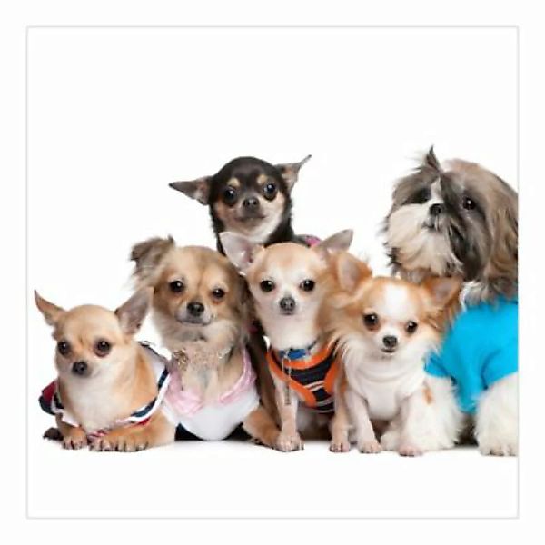Bilderwelten Fototapete Fünf Chihuahuas und ein Shi bunt Gr. 288 x 288 günstig online kaufen