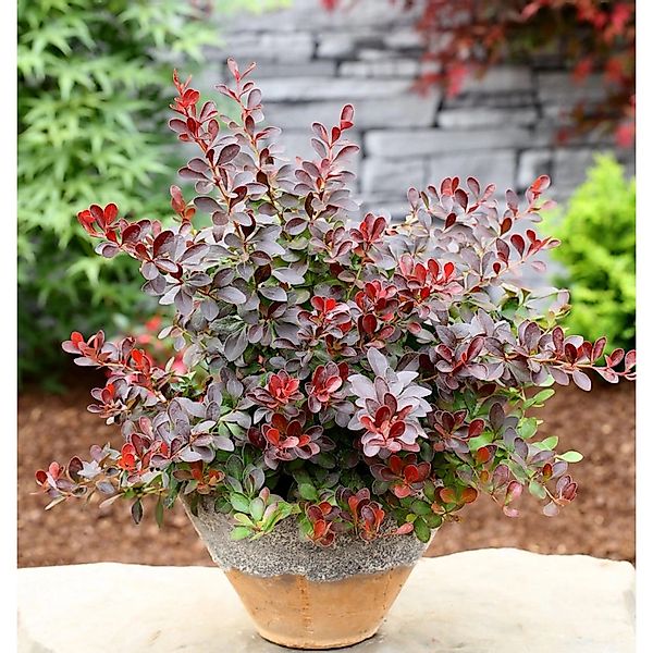 Kleine Blutbeberitze 40-60cm - Berberis thunbergii Atropurpurea Nana günstig online kaufen