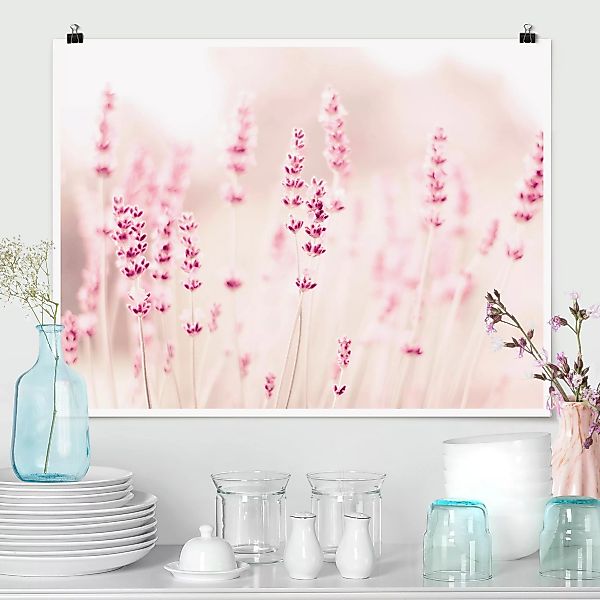 Poster Zartrosaner Lavendel günstig online kaufen