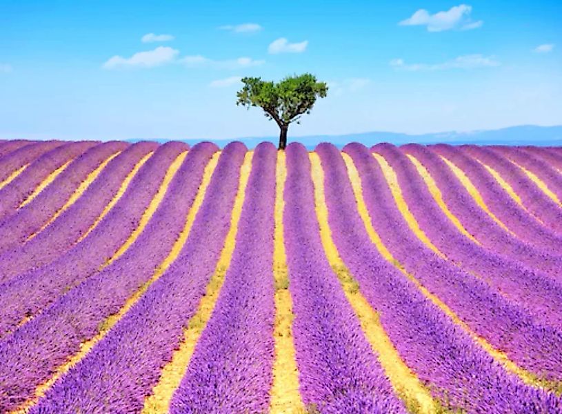 Papermoon Fototapete »Lavender in Provence« günstig online kaufen