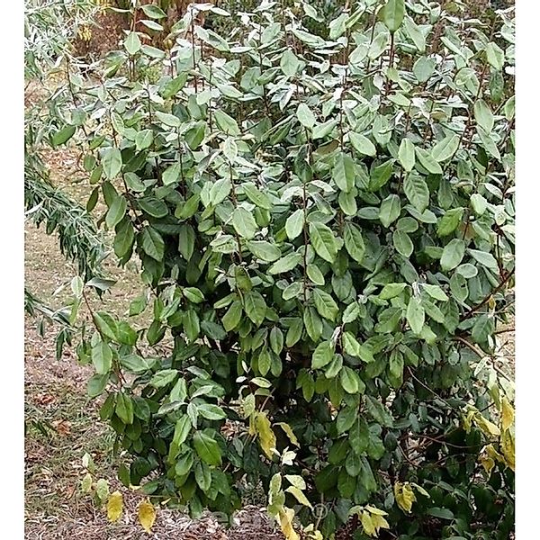 Wintergrüne Ölweide 80-100cm - Elaeagnus ebbingei günstig online kaufen