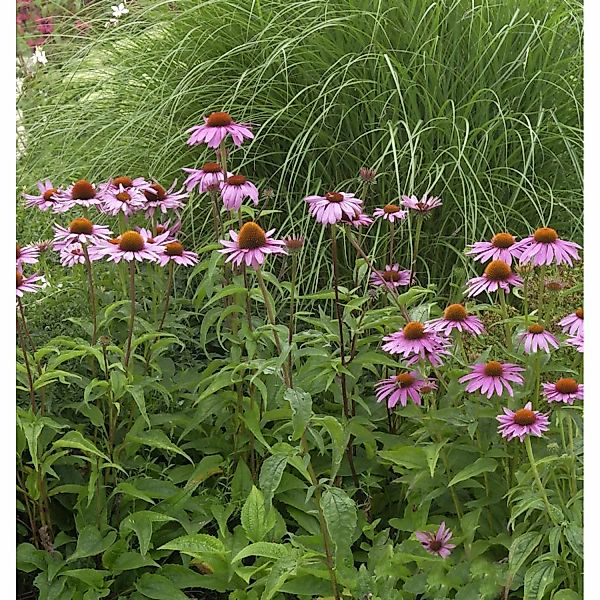 Sonnenhut Magnus - großer Topf - Echinacea purpurea günstig online kaufen