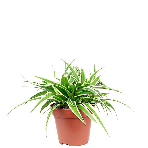 Flowerbox Zimmerpflanze Grünlilie "Ocean" - Chlorophytum Comosum, pflegelei günstig online kaufen