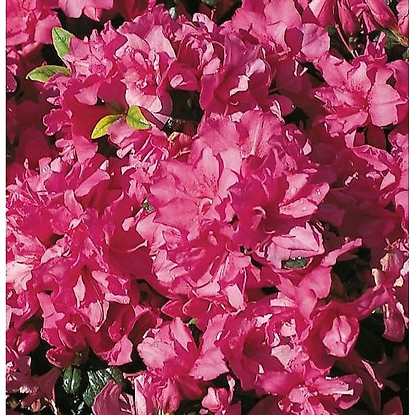 Japanische Azalee Melina 30-40cm - Rhododendron obtusum - Zwerg Alpenrose günstig online kaufen