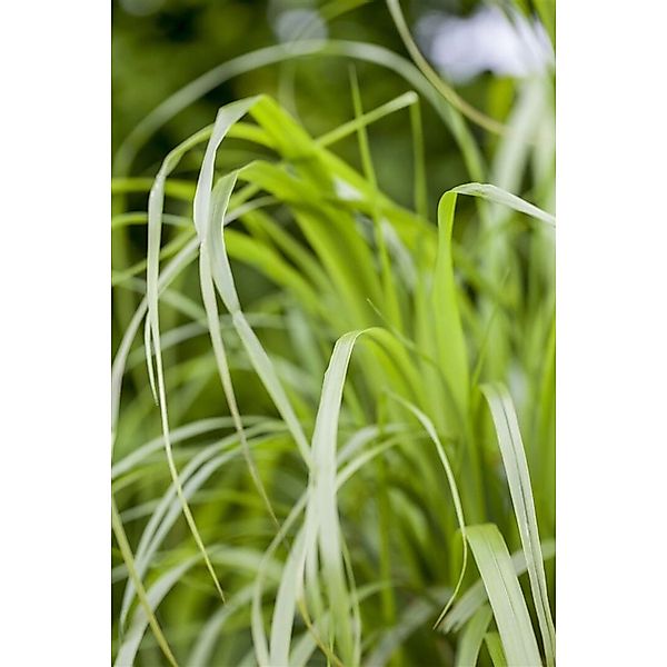Calamagrostis Brachytricha Diamantgras 3-5 Liter Container günstig online kaufen