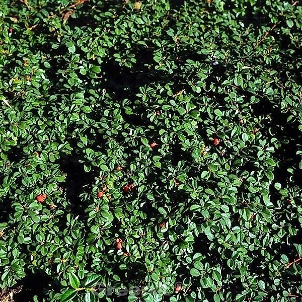 Zwergmispel Eichholz 30-40cm - Cotoneaster dammeri günstig online kaufen