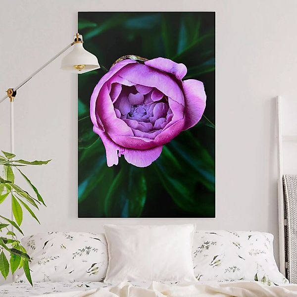 Leinwandbild - Hochformat Lila Pfingstrosenblüte vor Blättern günstig online kaufen