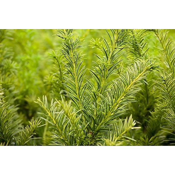 Taxus baccata 'Semperaurea' 40-50 cm günstig online kaufen