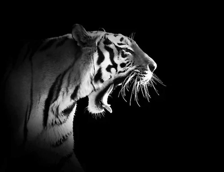 Papermoon Fototapete »Tiger Schwarz & Weiß« günstig online kaufen