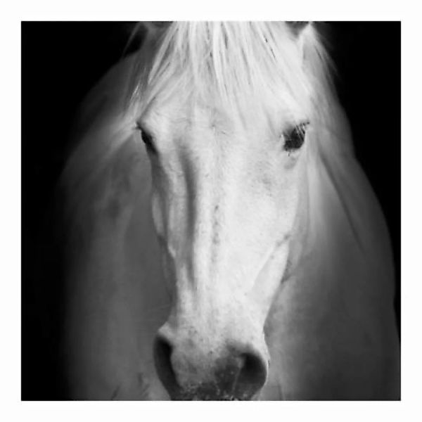 Bilderwelten Fototapete Dream of a Horse schwarz/weiß Gr. 336 x 336 günstig online kaufen