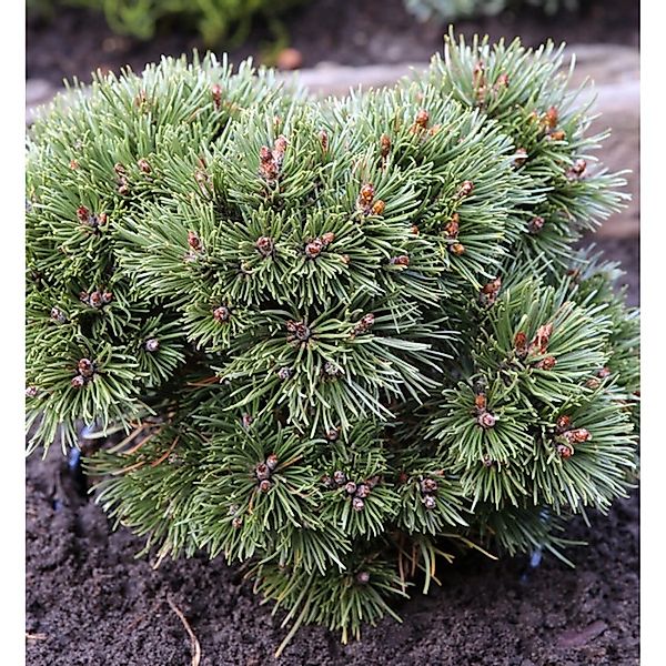 Zwerg Kugel Kiefer Heideperle 20-25cm - Pinus uncinata günstig online kaufen