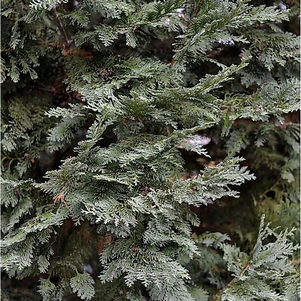 Gartenzypresse White Spot 30-40cm - Chamaecyparis,awsoniana günstig online kaufen