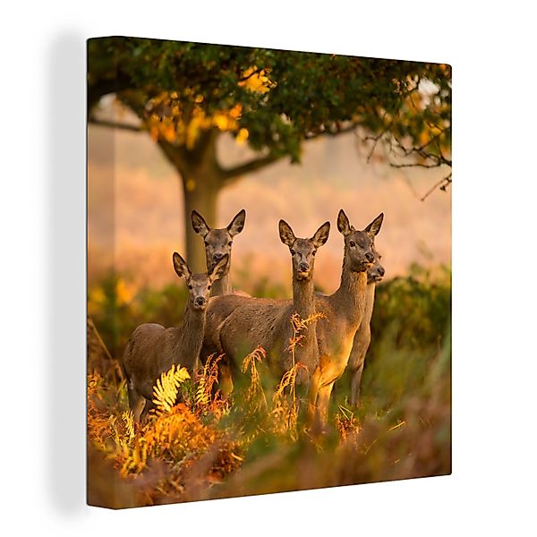 OneMillionCanvasses® Leinwandbild Waldtiere - Hirsche - günstig online kaufen