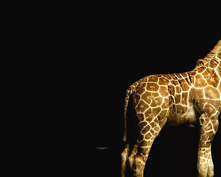 Fototapete "Giraffenkrper" 4,00x2,50 m / Strukturvlies Klassik günstig online kaufen