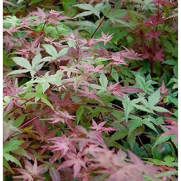 Japanischer Schlitzahorn Beni maiko 60-80cm - Acer palmatum günstig online kaufen