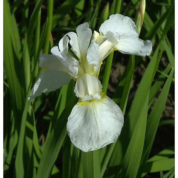 Sibirische Schwertlilie Snow Queen - Iris sibirica günstig online kaufen