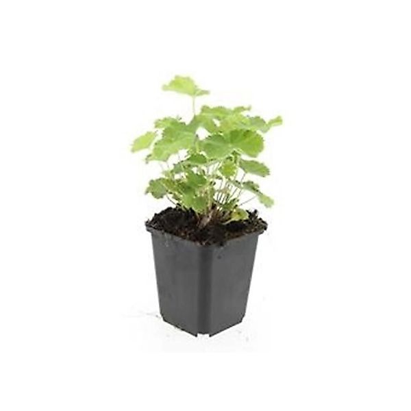 Exotenherz Frauenmantel Alchemilla Mollis Staude 9cm Topf Set mit 40 Pflanz günstig online kaufen