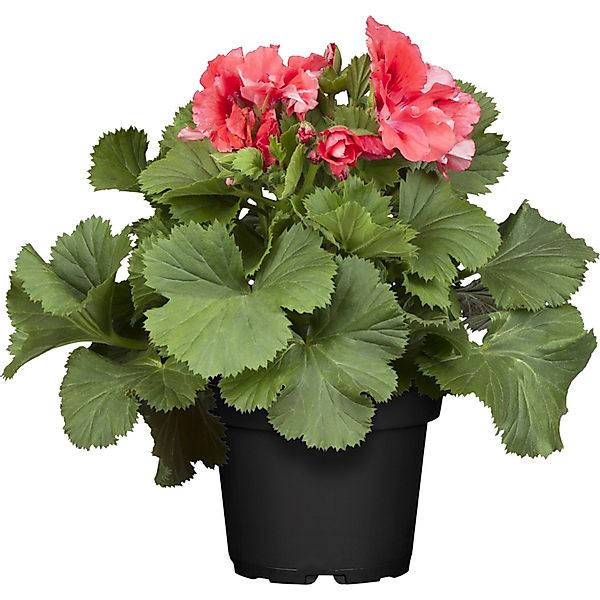 Stehende Geranie Rot Topf-Ø ca. 12 cm Pelargonium günstig online kaufen