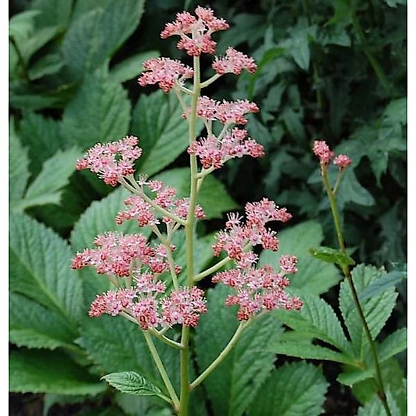 Rodgersie Die Stolze - Rodgersia henrici günstig online kaufen